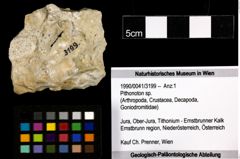 Foto (Objekt + Etiketten) von Pithonoton sp. 